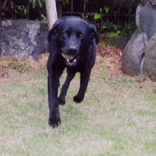 My name is Ryu! Yazoo's dog!
